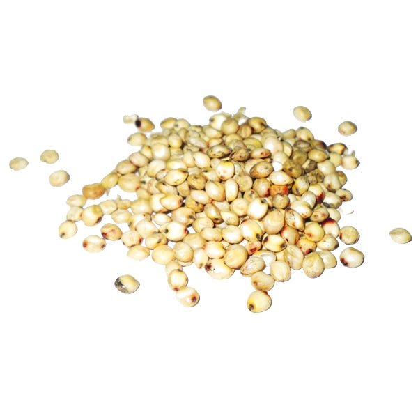 Semilla Dari (Sorgo Blanco) – Energía Natural para Pájaros y Aves de Corral