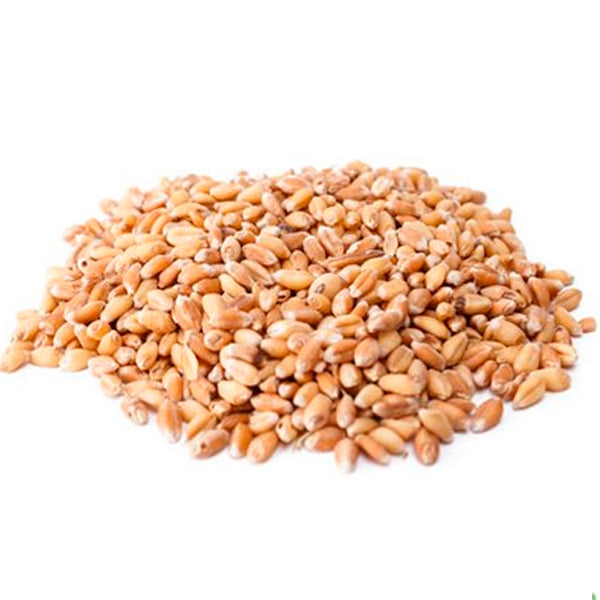 Grano de trigo natural para alimentación animal, alto valor nutricional, disponible en saco 25 kg y a granel 1 kg