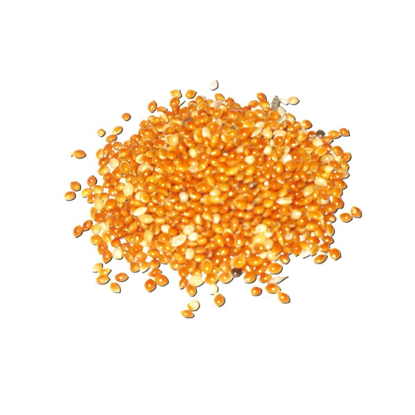 Semilla de Mijo Rojo para Pájaros – Energía y Proteínas