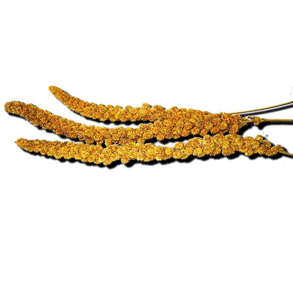 Panizo en Rama Extra Amarillo – Snack Natural para Pájaros | Bajo en Grasa | 1 Kg y Caja 15 Kg