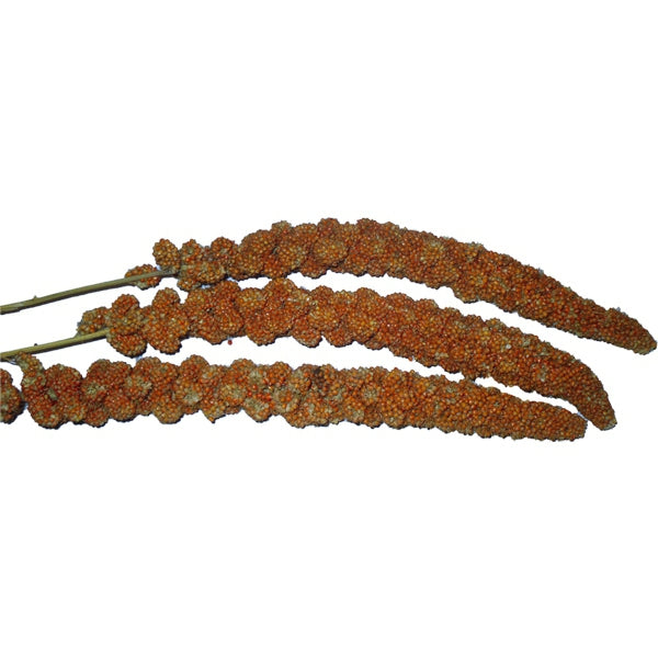 Espigas de Panizo Rojo para Pájaros – Natural, Nutritivo y Antiestrés
