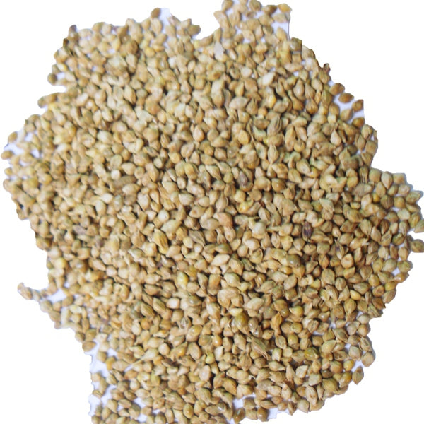 Semilla de Mijo Japonés para Pájaros – Nutritiva y Digestiva