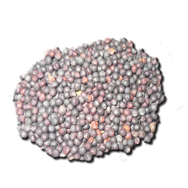 Semilla de Colza (Nabina Negra) – Nutrición Natural para Pájaros