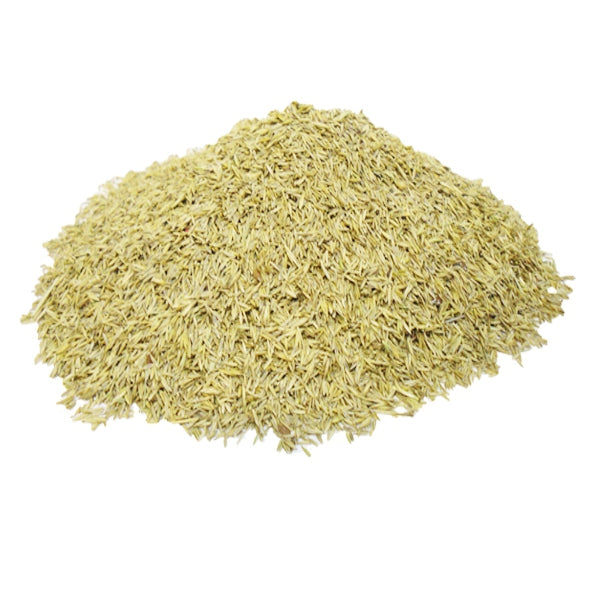 Semilla de Ray Grass (Festuca) para Pájaros – Digestiva y Nutritiva