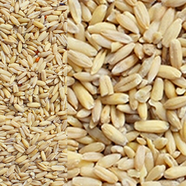 Avena Pelada para Pájaros – Semilla Alta en Carbohidratos, sin Cáscara, Ideal para Cría – Natural y Digestiva