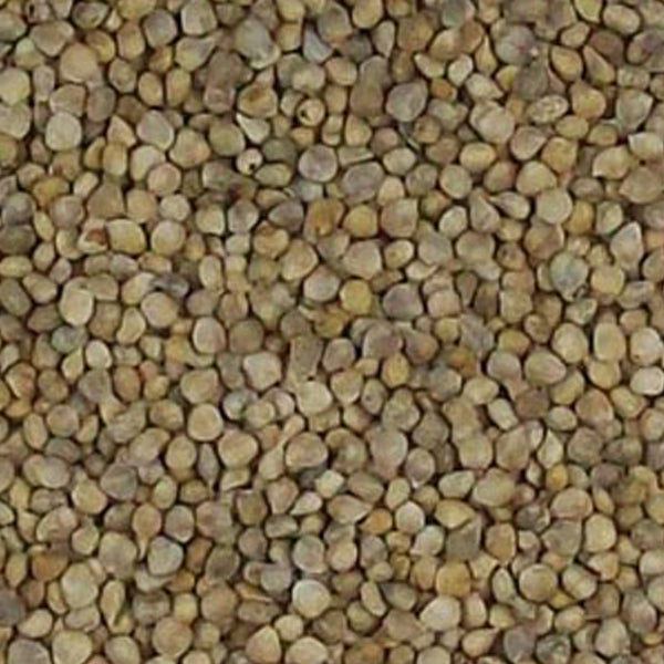 Semilla de Espinaca para Pájaros – Nutrición Natural y Saludable