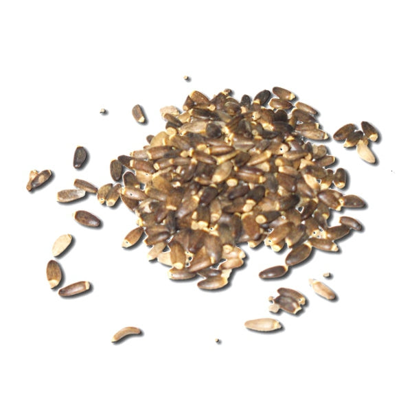 Semilla de Cardo Mariano para Pájaros – 1 kg y 25 kg