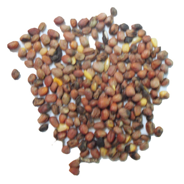 Semilla de Rábano para Pájaros – Nutritiva, Digestiva y Estimulante del Celo