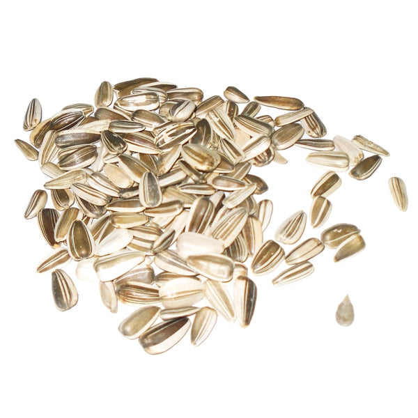 Pipa Iregui para Aves – Semilla Premium Nutritiva | Salud y Plumaje Brillante | 1 kg y 25 kg