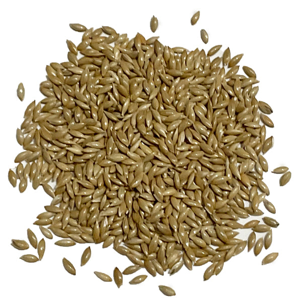 Alpiste Extra Canadá para Canarios, Jilgueros y Pájaros – Semilla Premium Rica en Omega 3 y Vitaminas, Ideal para Mixturas